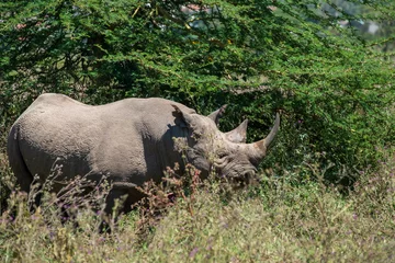 Crédence de cuisine en verre imprimé Rhinocéros rhinocéros noir dans la brousse