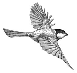 black and white engrave isolated tit illustration