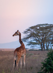 giraffe and tree under sky