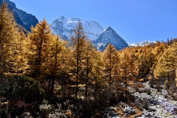 Autumn colored pines and Mt. Chenrezig (6025m) in the background, Daocheng Yading Nature Reserve, Sichuan, China