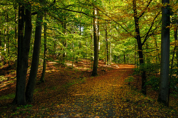 Sonnendurchfluteter Herbstwald am "Nonnenfließ" im Naturpark Barnim