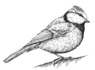 black and white engrave isolated tit illustration © Turaev