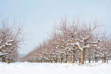 Orchard, winter