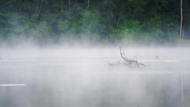 Dense fog rising from the water of the river, morning scene with a forest in the background. Arno river at the Oasis of Bandella in Tuscany Italy.