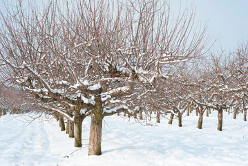 Orchard, winter