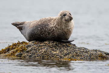 Naklejka premium Seal on a rock