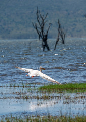 a flying pelican