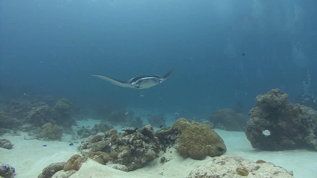 Manta Ray swims over coral reef