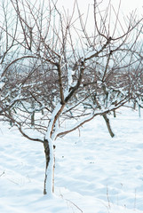 Orchard, winter
