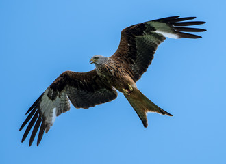 Red Kites