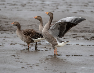 geese
