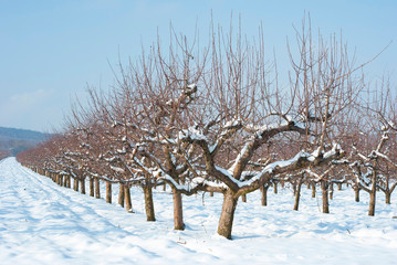 Orchard, winter