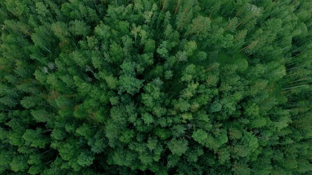 Aerial drone shot over the forest. Drone flies down and rotates