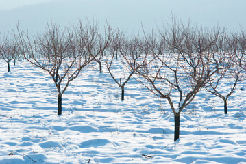 Fototapeta na wymiar Orchard, winter