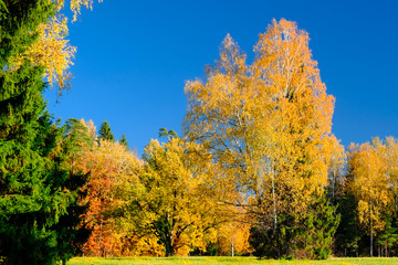 Beautiful colorful autumn landscape with yellow birches, and green spruces.