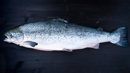 whole fresh raw big salmon fish on dark black wooden table, top view, copy space, long banner format