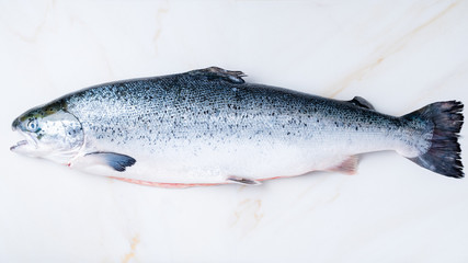 whole fresh raw big salmon fish on white marble table, top view, long banner format, copy space