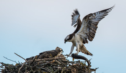 Osprey with fish