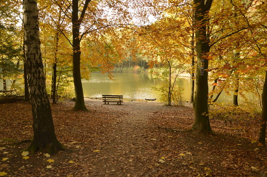 autumn in the park