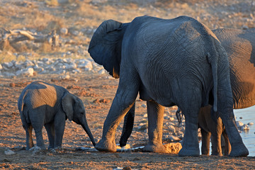 Fototapeta na wymiar Elefantenbaby mit großen Elefanten am Wasserloch Okaukuejo im Etosha Nationalpark in Namibai