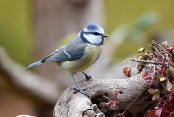 Fototapeta premium Blaumeise auf Ast