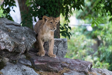 Löwenbaby auf Felsgestein