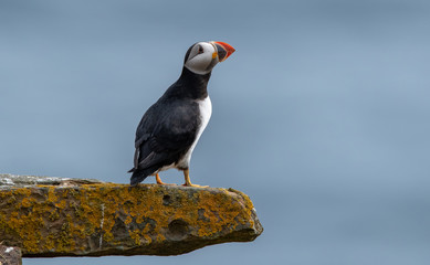 Puffin