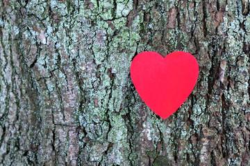 Heart from a red paper on a bark background.