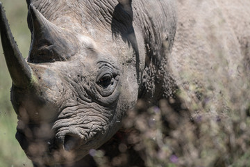 Fototapeta premium czarny nosorożec w buszu
