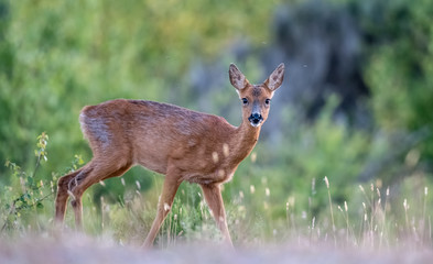 Roe Deer © Jason