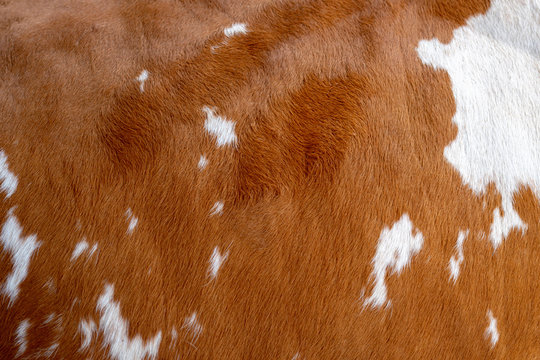 Texture of a brown Cow Coat. Fragment. White and brown spots.