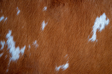 Texture of brown Cow Coat. Fragment. White and brown spots.