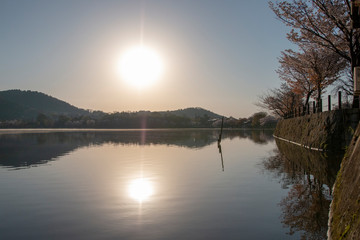 Obraz premium 京都ぶらり、広沢の池の朝霧と桜、水面反射