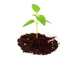 Sweet pepper sprouts