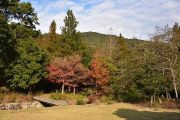 日本の美しい紅葉