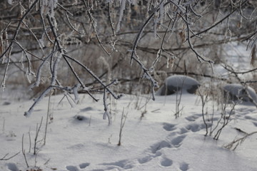 footprints in the snow