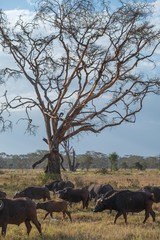 buffalo under acacia trees