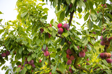 Fresh plums growing on a plum tree