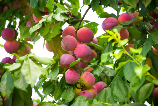 Fresh plums growing on a plum tree