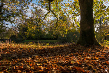 Edelkastanie (Castanea sativa) im Herbst © AnnaReinert
