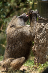 Obraz premium baboon drink water tap