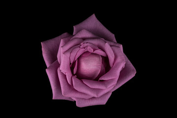 Purple Rose on Black Background