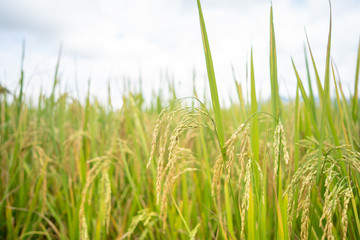 The rice is harvested during the harvest season.