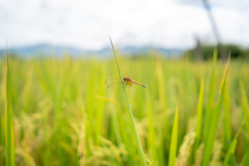 Dragonfly on the top of the green rice.