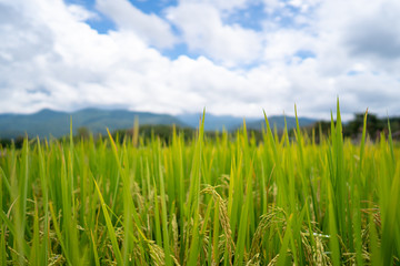 The rice is harvested during the harvest season.