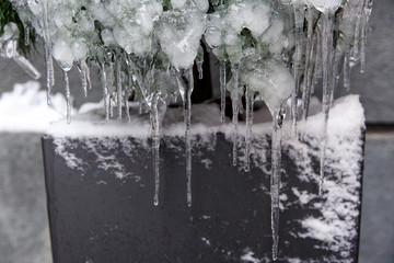 Tree branch with icicles. Close-up of ice on a tree. Closeup of icicles hanging from branch of...