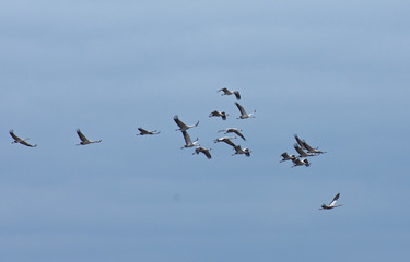 Cranes in flight among the clouds at dawn
