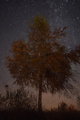 Lonely birch on a background the starry sky