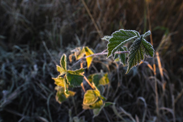 Plants in frost