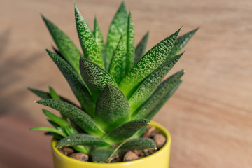 aloe vera plant in yellow ceramic pot, houseplant, domestic gardening. soft focus.